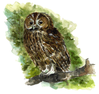 Twany Owl by Stephen Pardue